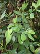 Авокадо / Persea americana (Авокадо)